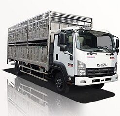 Xe Tải Isuzu FRR90NE4 6.5 Tấn Chở Gia Súc